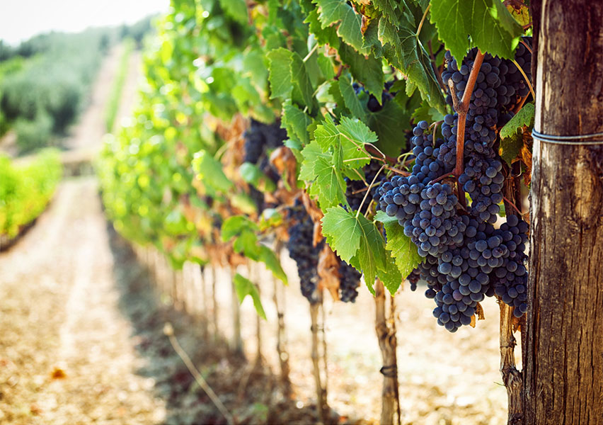 Chianti