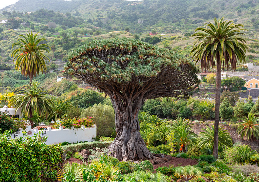 Tenerife, l’isola dell’eterna primavera