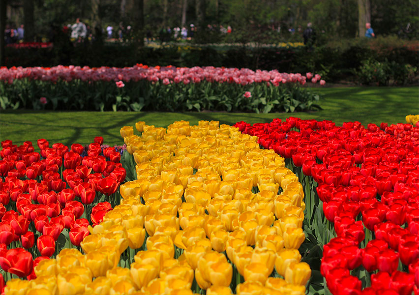 Keukenhof: Il parco di fiori più grande al mondo Keukenhof: Il parco di fiori più grande al mondo