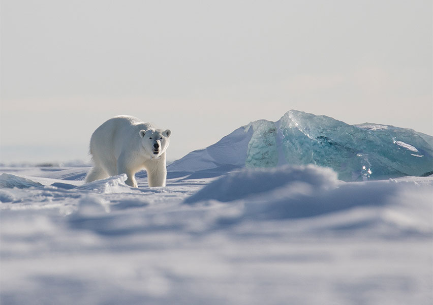 Fuga polare alle Svalbard Fuga polare alle Svalbard