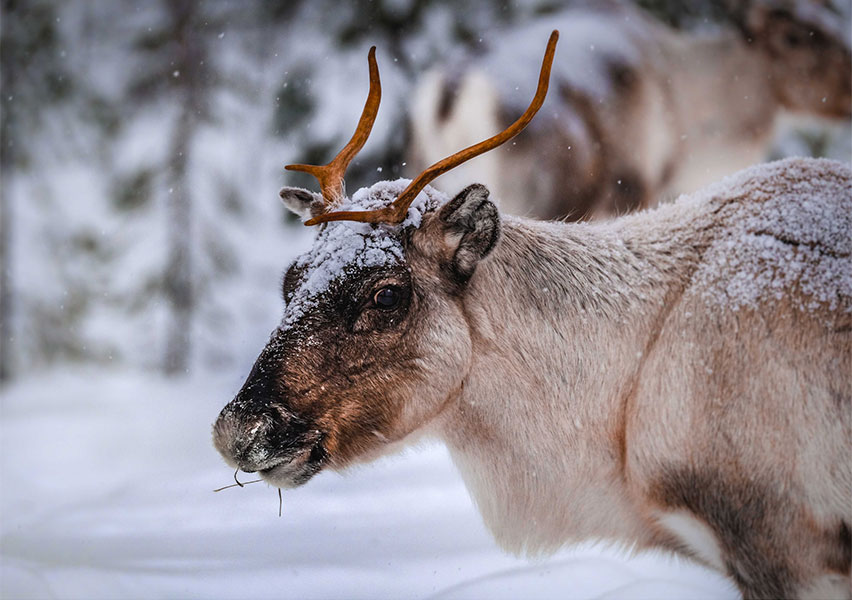 Lapponia: neve ed aurore Lapponia: neve ed aurore
