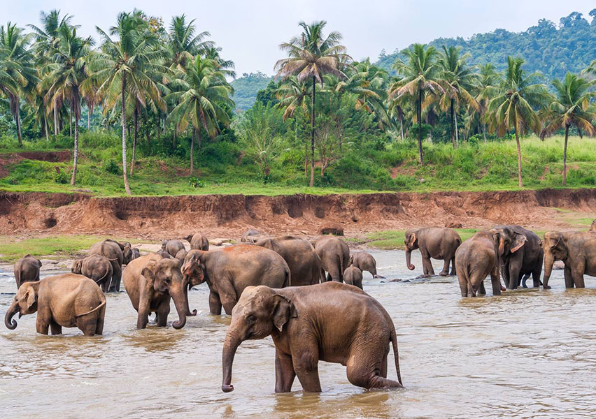 Sri Lanka con accompagnatore Sri Lanka con accompagnatore