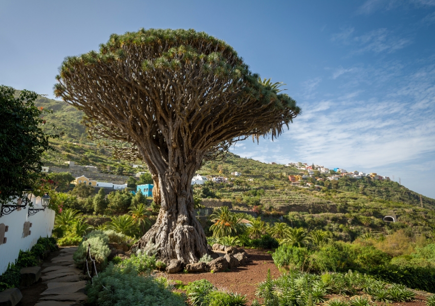 Tenerife, l’isola dell’eterna primavera Tenerife, l’isola dell’eterna primavera
